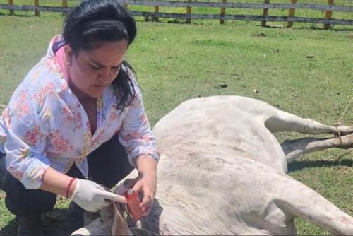 Protocolo, animales, emergencias, Guatemala, Protección animal, MAGA, 02