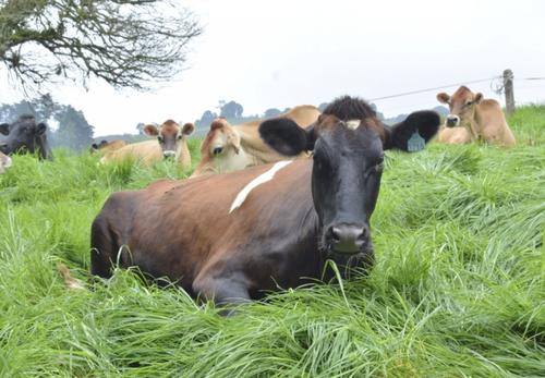 Protocolo, animales, emergencias, Guatemala, Protección animal, MAGA, 03