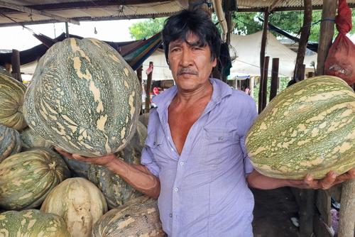 Cada ayote criollo se vende a Q15, aproximadamente. (Foto: Ángel Revolorio/Colaborador)