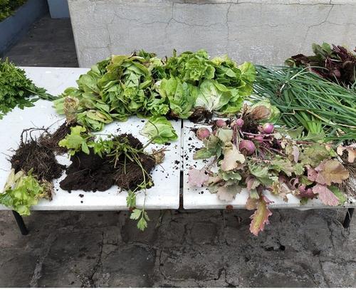 Vecinos aprenden a sembrar y cosechar con NutriHuertos  (Foto: cortesía Municipalidad de Guatemala)