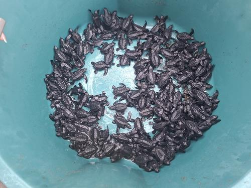 La Blanca: esperanza para las tortugas del Pacífico. (Foto: Catalina Jarquín/Colaboradora) 