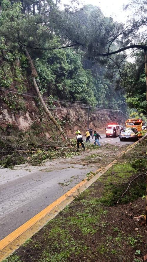 Instituciones que integran el Sistema Conred realizan trabajos de limpieza y regulan el tránsito por caída de árbol. (Foto: Conred)