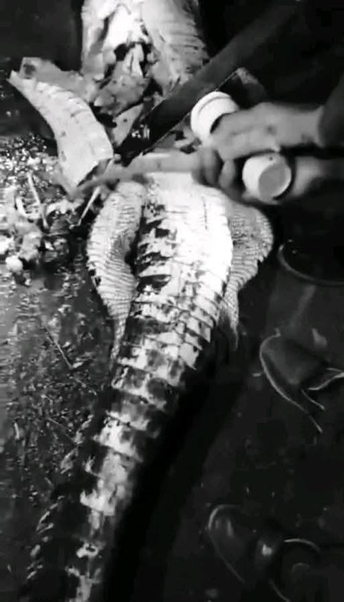 Pobladores capturaron y sacrificaron a un cocodrilo bajo la sospecha de que el reptil pudo haber devorado a la menor desaparecida. (Foto: Redes sociales)