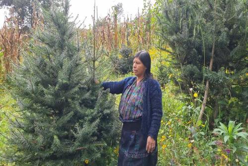 El pinabete, especie en peligro de extinción, se protege mediante cultivos legales. (Foto: Julio Bala/Colaborador)