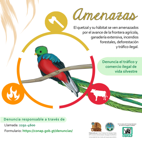 El hábitat de El Quetzal se encuentra bajo amenazas por distintos factores. (Infografía: Conap)