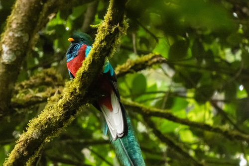 El Quetzal es considerada una de las aves más hermosas a nivel mundial. (Foto: Conap)