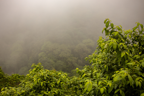 Conap exhorta a respetar los ecosistemas, visitar de manera responsable las áreas protegidas y denunciar el tráfico de vida silvestre. (Foto: Conap) 