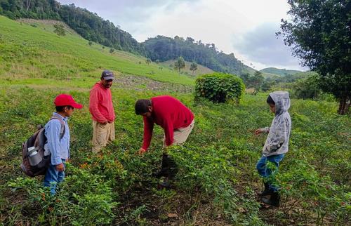 El cultivo de chile cobanero representa generación de empleos y la oportunidad de exportarlo. (Foto: Julio Palacios)