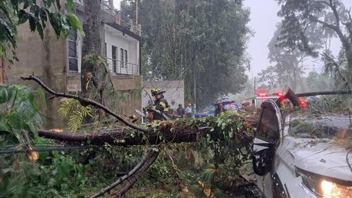 La caída del árbol provocó daños materiales y alteración nerviosa a conductor. (Foto: Bomberos Voluntarios)