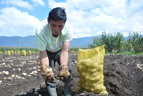 Productores locales cosechan papa, principal cultivo y motor económico del municipio. (Foto: Roberto Paz/Colaborador)