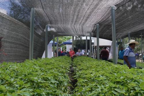 Estudiantes conocieron el proceso de producción de plantas en el vivero municipal. (Foto: Francisco Portillo/Colaborador)