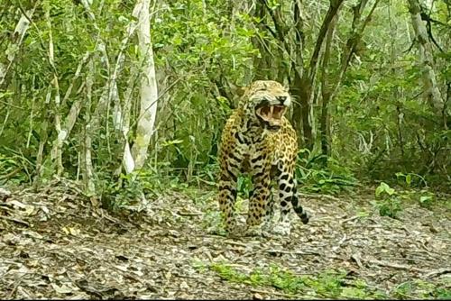 Guardaparques trabajan en la protección de los animales silvestres en la RBM, entre ellos el jaguar. (Foto: Carlos Peláez/Colaborador)