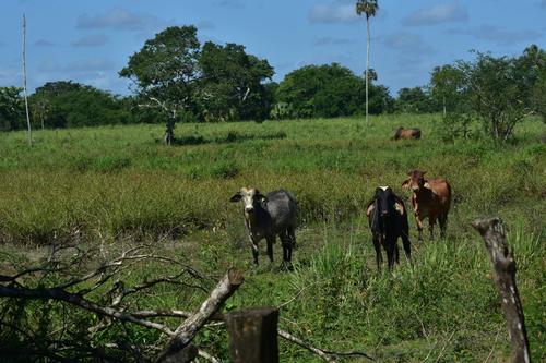 Restauración, Campo Petrolero Xan, Laguna del Tigre, Recuperación, Conservación, cierre, 02