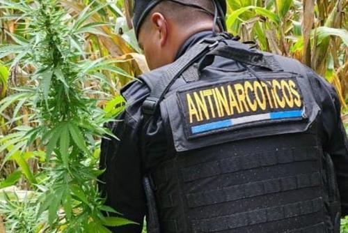 Donald Trump, Carta, Guatemala, seguridad, migración, crimen organizado, Arévalo, 03