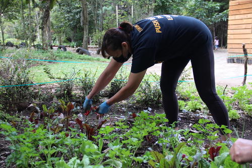 El cuidado del huerto lo hacen todos los vecinos del proyecto. (Foto: Héctor Gómez/Colaborador)