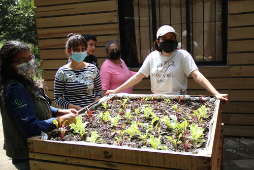 Las plantas se cultivan para ser utilizadas en la alimentación de los vecinos. (Foto: Héctor Gómez/Colaborador)