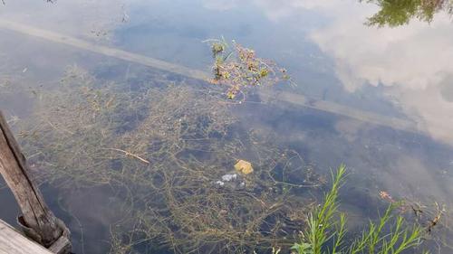 La contaminación del cuerpo de agua incluye plagas, malos olores y proliferación de algas. (Foto: Alfonso Guárquez/Colaborador)