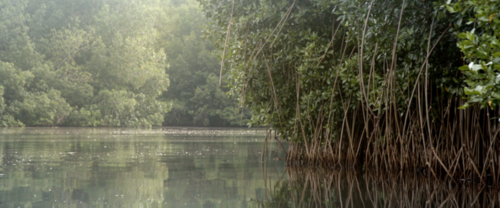 Los mangles forman parte del ecosistema. (Foto: cortesía Municipalidad de Sipacate)