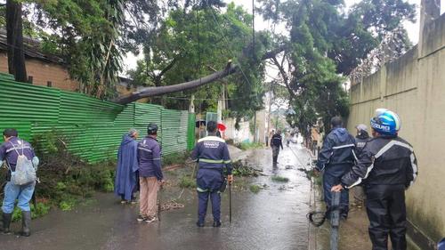 El árbol se desplomó debido a las fuertes lluvias en Boca del Monte. (Foto: Edwards Morales/Colaborador)