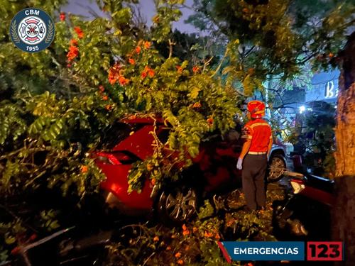 Tras la caída del árbol, quedaron daños materiales en el carro. (Foto: Bomberos Municipales)