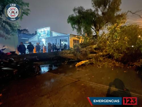 La caída del árbol de grandes dimensiones se reportó en la zona 9 capitalina. (Foto: Bomberos Municipales)