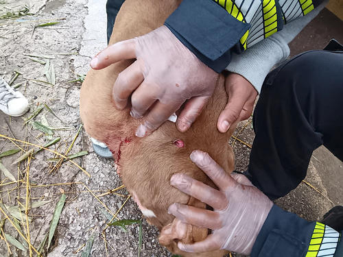 (Foto Bomberos Municipales de Chinautla)