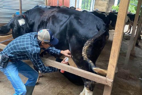 Gusano barrenador, MAGA, inspección, ganado, prevención, 03