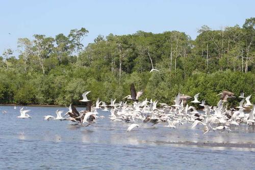 Es hogar de diferentes especies de aves. (Foto: cortesía Stereo 100)