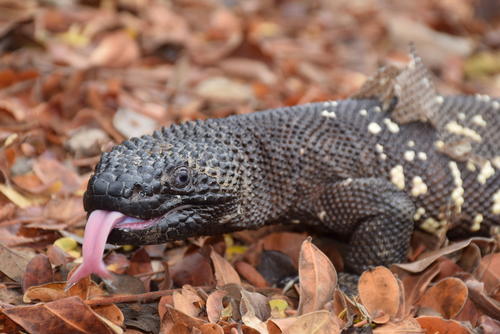 El heloderma o niño dormido se encuentra protegido en el parque municipal. (Foto: Juan Aquino/Colaborador)