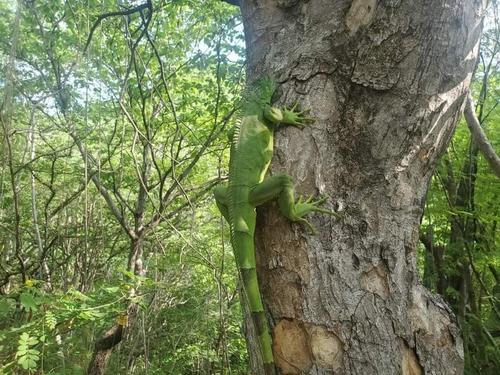 Las iguanas son otras de las especies protegidas. (Foto: Juan Aquino/Colaborador)