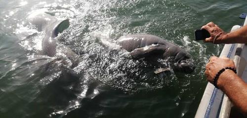 El Conap pide a la población darles espacio y tener precaución. (Foto: archivo)