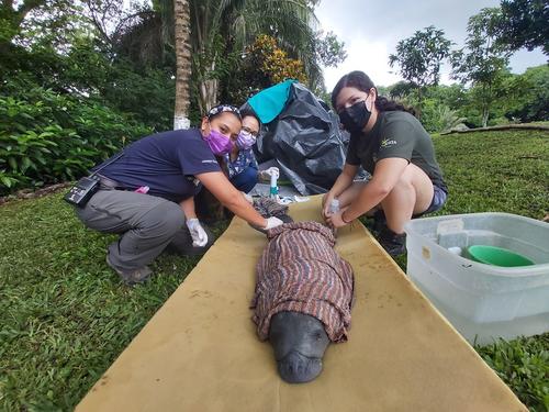 Cuando los manatíes heridos se recuperan, se les devuelve a su hábitat. (Foto: cortesía Kevin Aldana)