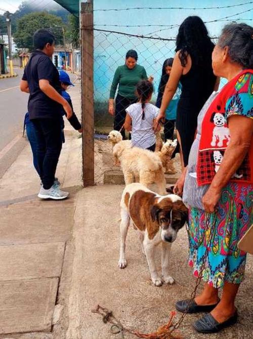 Las mascotas deben tener dos meses de edad en adelante y estar en buen estado de salud. (Foto: cortesía CAP)