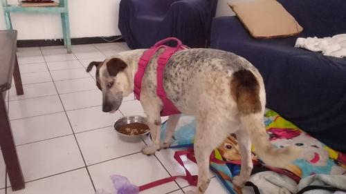 Manchas se recupera bajo el resguardo de una asociaci&oacute;n. (Foto: Redes Sociales)