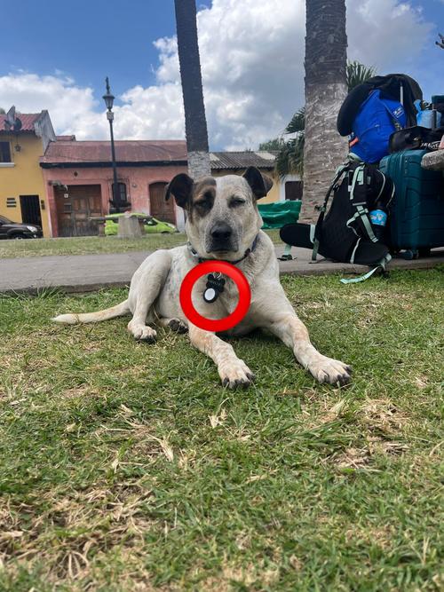 El collar y el tag que portaba Manchas desapareci&oacute; en el transcurso del Martes Santo. 