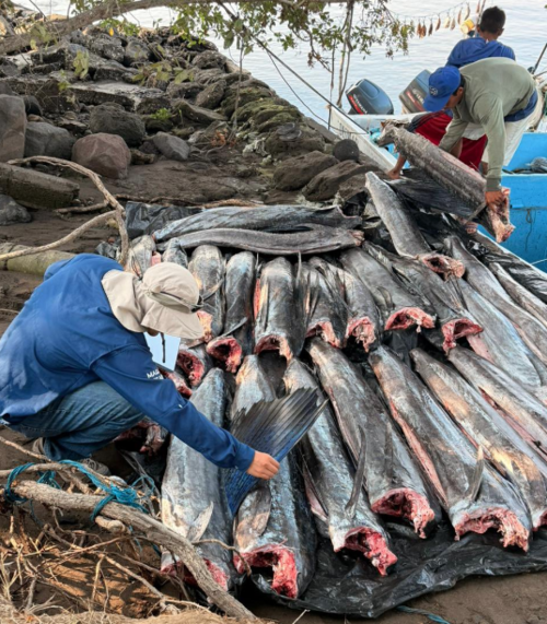 El pez vela es considerado una especie amenazada y en peligro de extinci&oacute;n en Guatemala. (Foto: Ej&eacute;rcito de Guatemala)