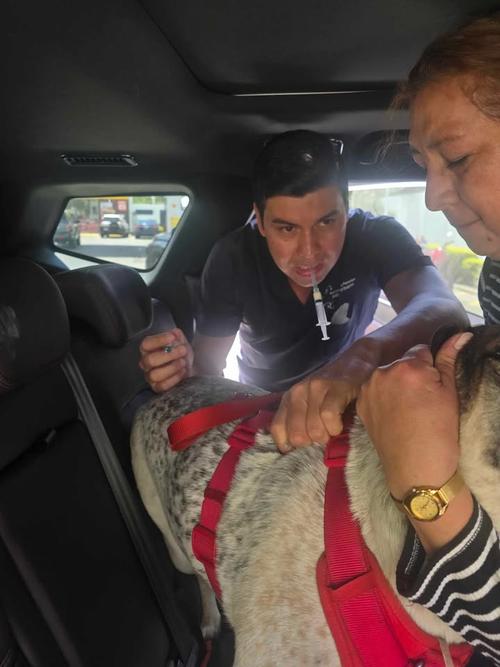 Manchas habr&iacute;a presentado complicaciones en su salud pulmonar debido a las lluvias. (Foto: Cortes&iacute;a)