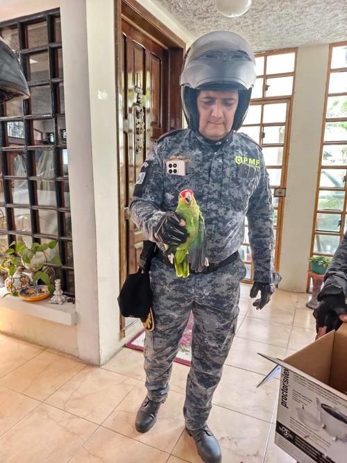 rescate loro silvestre mixco 1