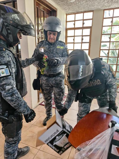 rescate loro silvestre mixco 3