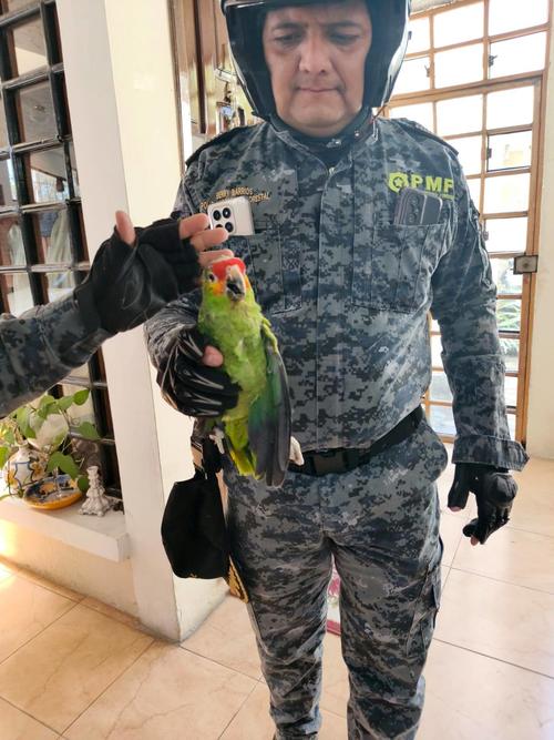 rescate loro silvestre mixco 4