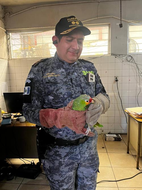 rescate loro silvestre mixco 5