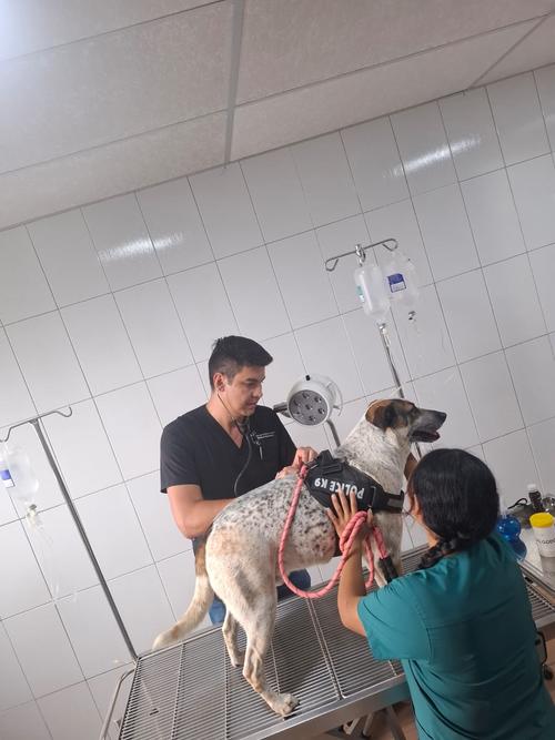 Manchas podr&aacute; ser adoptado tras su recuperaci&oacute;n. (Foto: Redes Sociales)