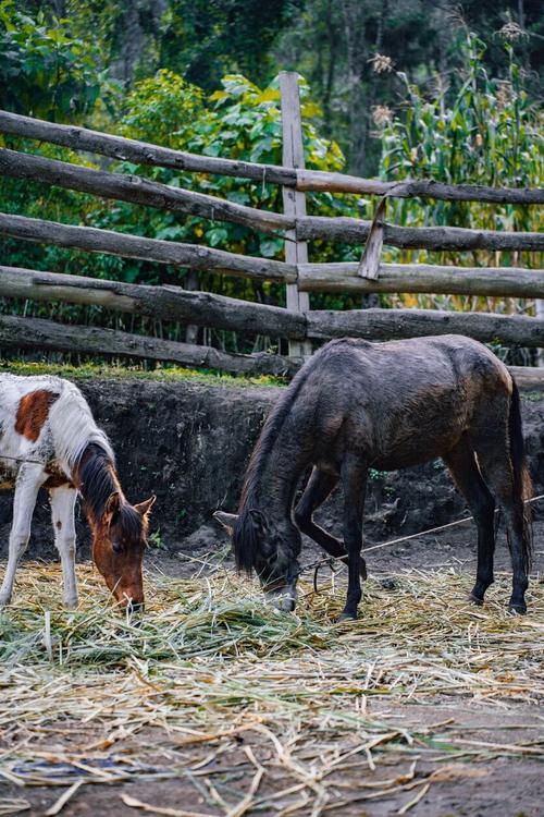El sitio ofrece paseos en caballo. (Foto: Josu&eacute; Ardeano/Colaborador)