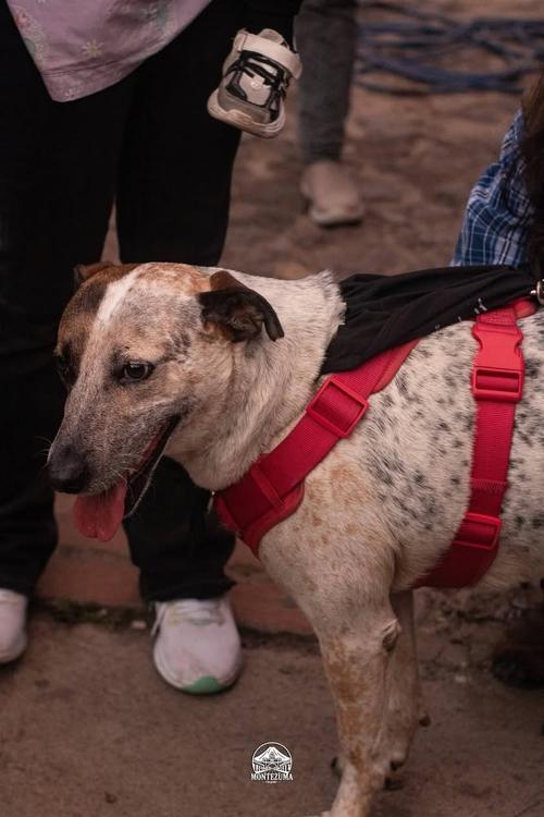 Manchas se ha vuelto famoso y se roba las miradas cada que se presenta en las calles de Antigua. (Foto: Redes Sociales)