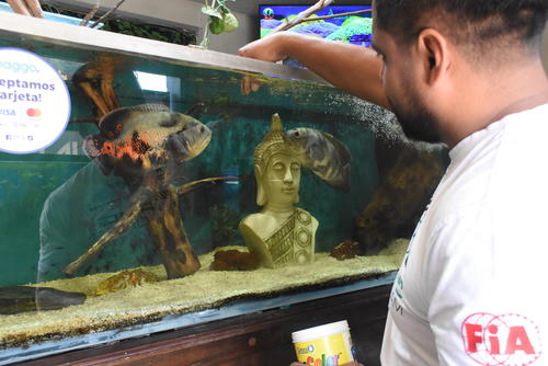 Mau convirti&oacute; su gusto por los peces en un negocio rentable. (Foto: Erick Colop/Colaborador)