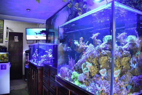 Sus peceras son ideales para adornar oficinas o lugares de trabajo.  (Foto: Erick Colop/Colaborador)