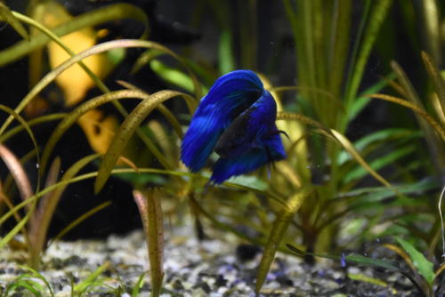 Aqualand ofrece acuarios personalizados. (Foto: Erick Colop/Colaborador)