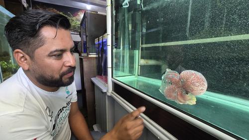 Ha tenido la experiencia de importar especies poco conocidas. (Foto: Erick Colop/Colaborador)