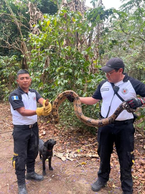 Bomberos sosteniendo a la serpiente de gran tama&ntilde;o. (Foto: Redes Sociales)