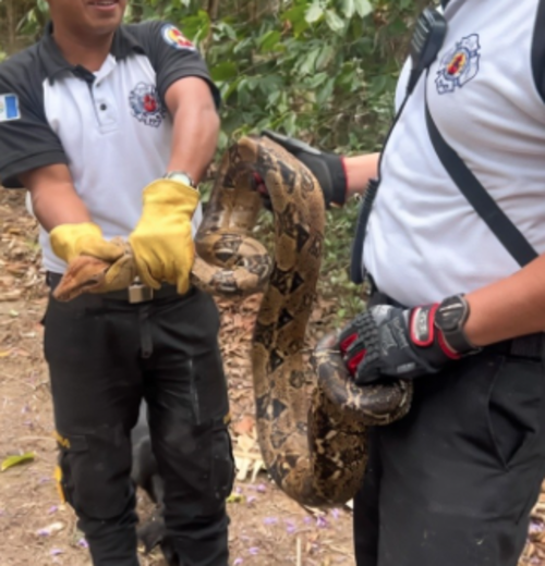 Los socorristas trasladaron a la serpiente a un centro de rescate. (Foto: Redes Sociales)
